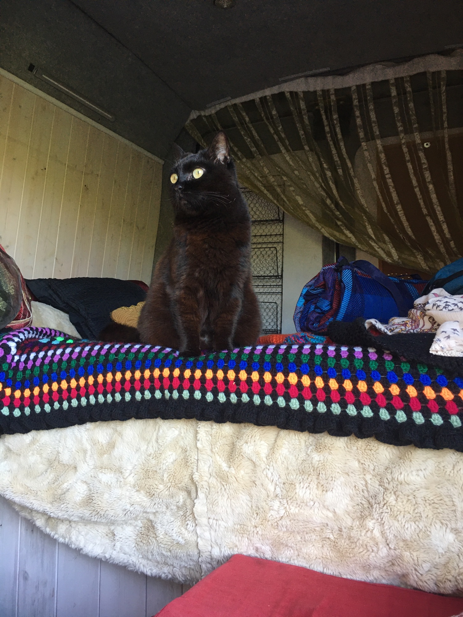 Kitty.in.a.van goes to Dartmoor