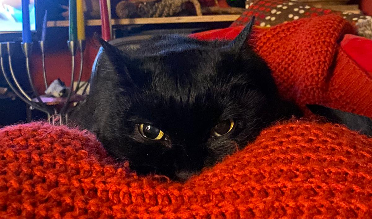 The Adventures of Cherry, the travelling cat