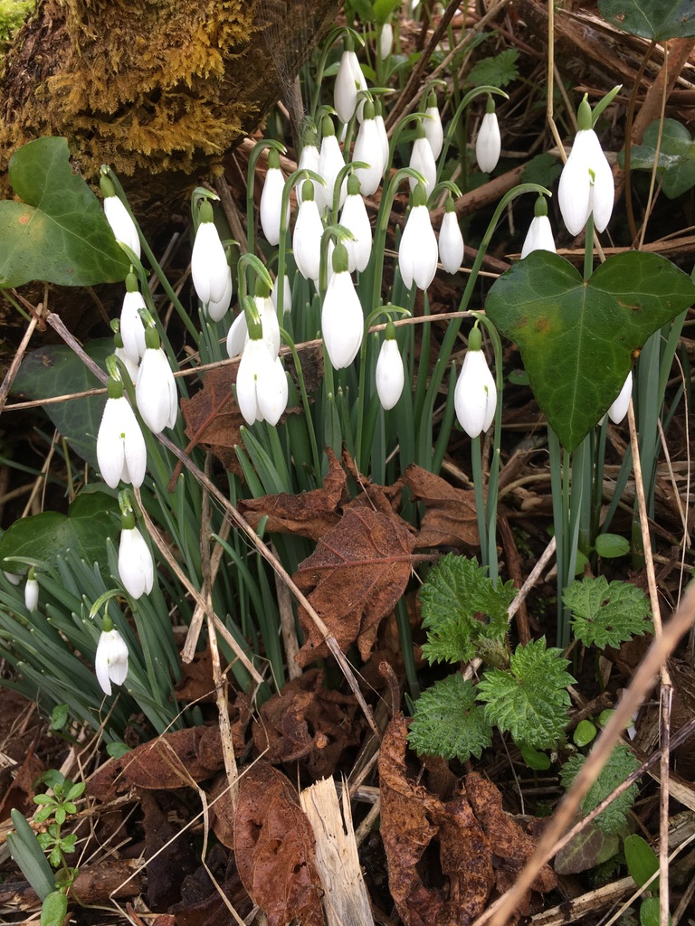 Imbolc